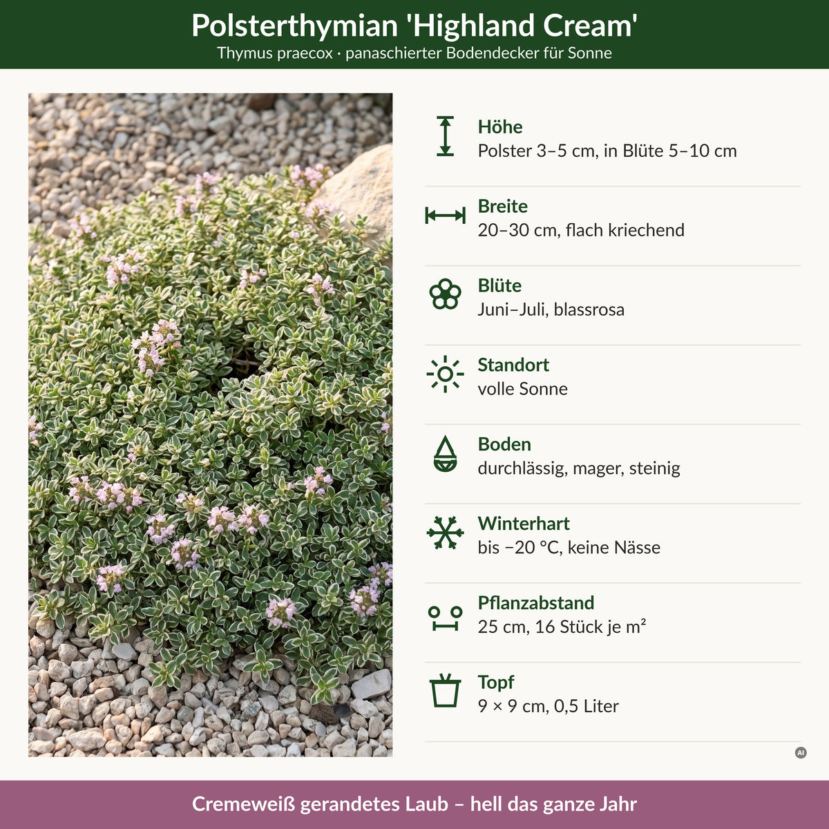 Steckbrief Thymus 'Highland Cream': Höhe 3–5 cm, Breite 20–30 cm, Blüte Juni–Juli blassrosa, volle Sonne, winterhart bis −20 °C, 16 Stück je m², Topf 9 × 9 cm