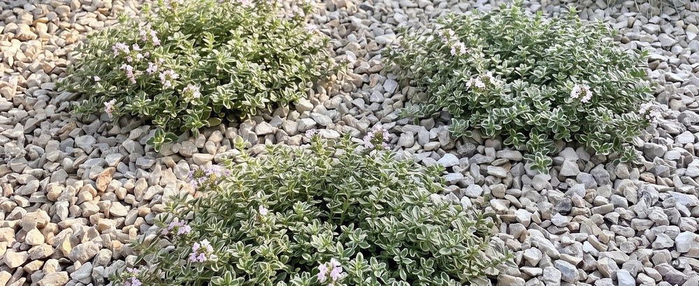 Helle Thymianpolster auf Kies in voller Sonne vor Lavendel