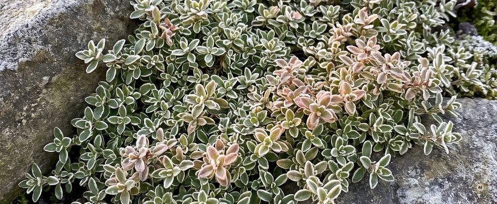 Panaschiertes Thymianpolster mit Raureif im Januar