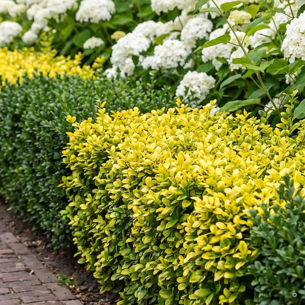 Gelb-grüne und dunkelgrüne Abschnitte einer Einfassung aus Ilex crenata am Klinkerweg