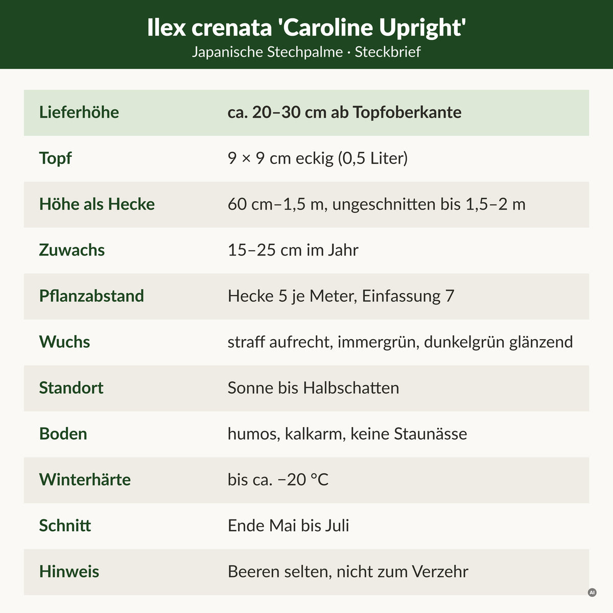Steckbrief Japanische Stechpalme 'Caroline Upright': Lieferhöhe ca. 20–30 cm ab Topfoberkante, 9 × 9 cm Topf, als Hecke 60 cm–1,5 m, 15–25 cm Zuwachs, winterhart bis ca. −20 °C, kalkarmer Boden