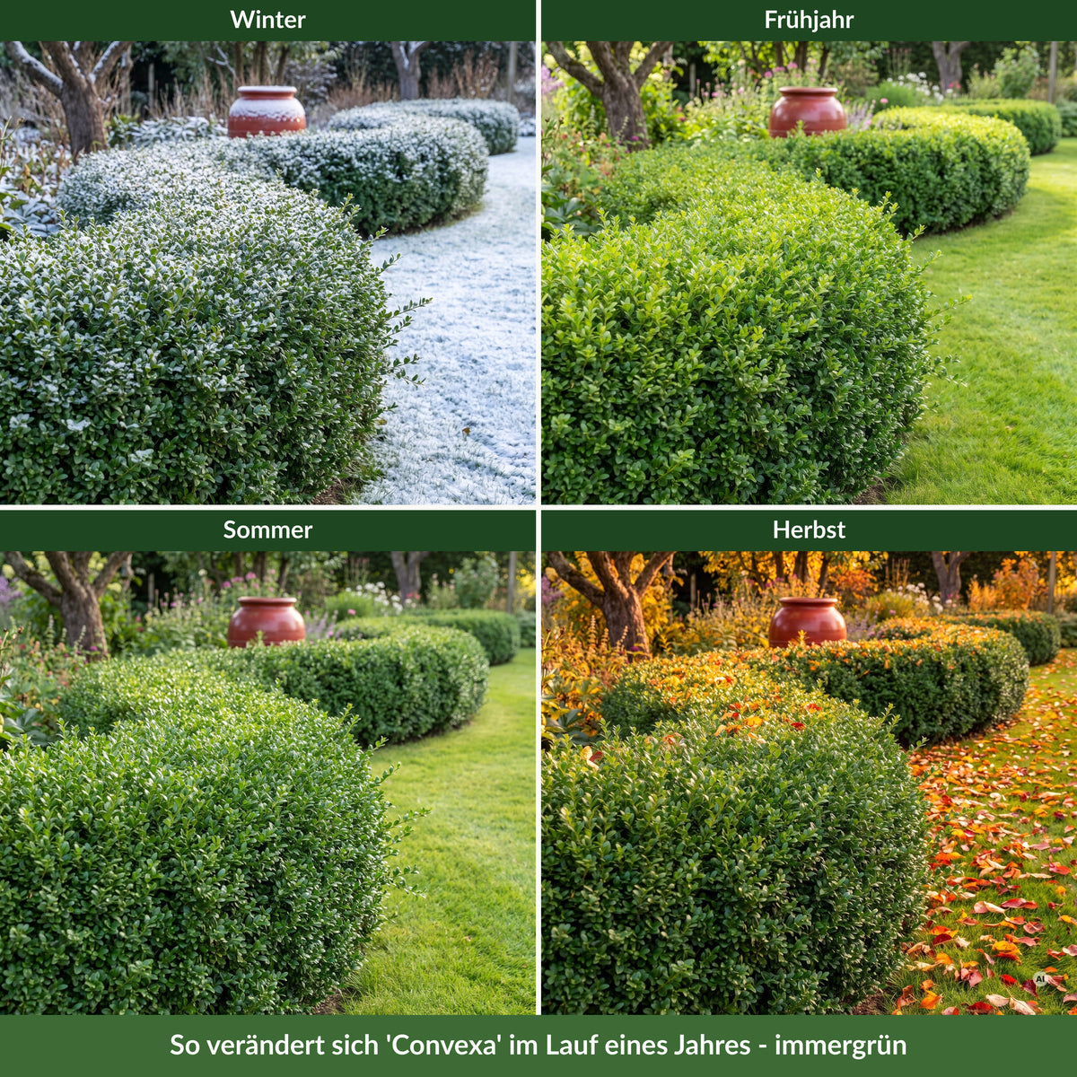 Dieselbe gewellte Einfassung aus Ilex crenata 'Convexa' im Winter mit Raureif, im Frühjahr, im Sommer und im Herbst – immergrün
