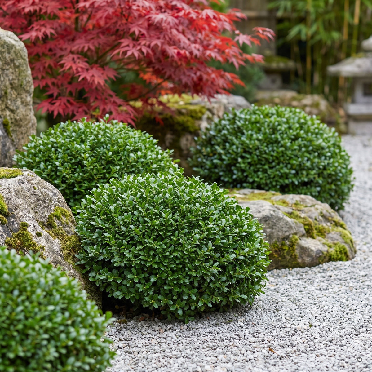 Polsterartig geschnittene Ilex crenata 'Glory Gem' zwischen moosigen Steinen und Kies in einem japanisch inspirierten Garten mit Fächerahorn