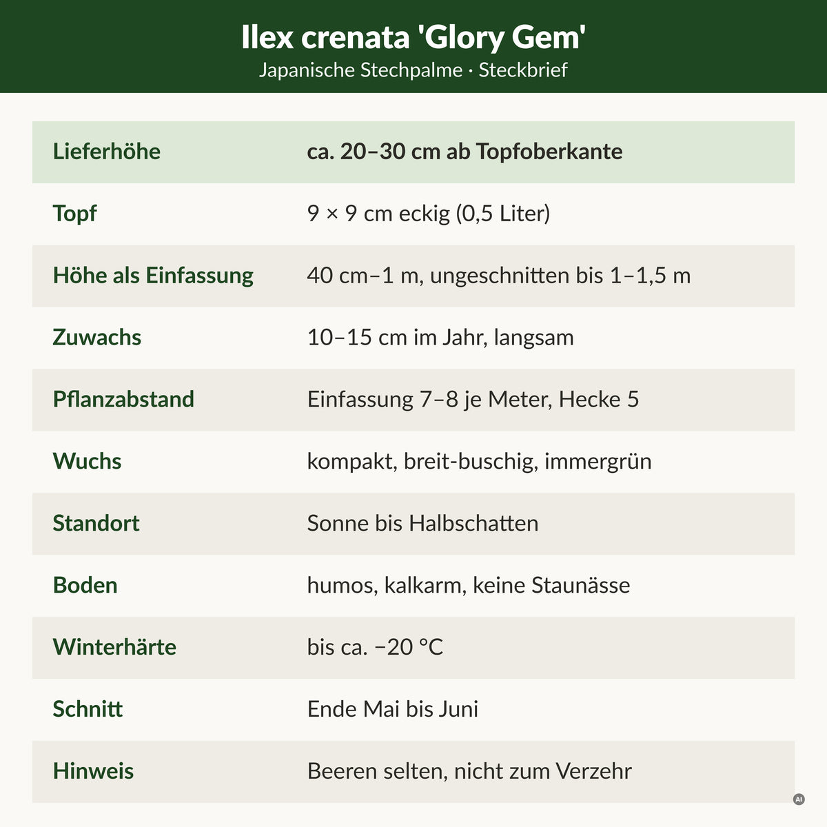 Steckbrief Japanische Stechpalme 'Glory Gem': Lieferhöhe ca. 20–30 cm ab Topfoberkante, 9 × 9 cm Topf, als Einfassung 40 cm–1 m, 10–15 cm Zuwachs, winterhart bis ca. −20 °C, kalkarmer Boden