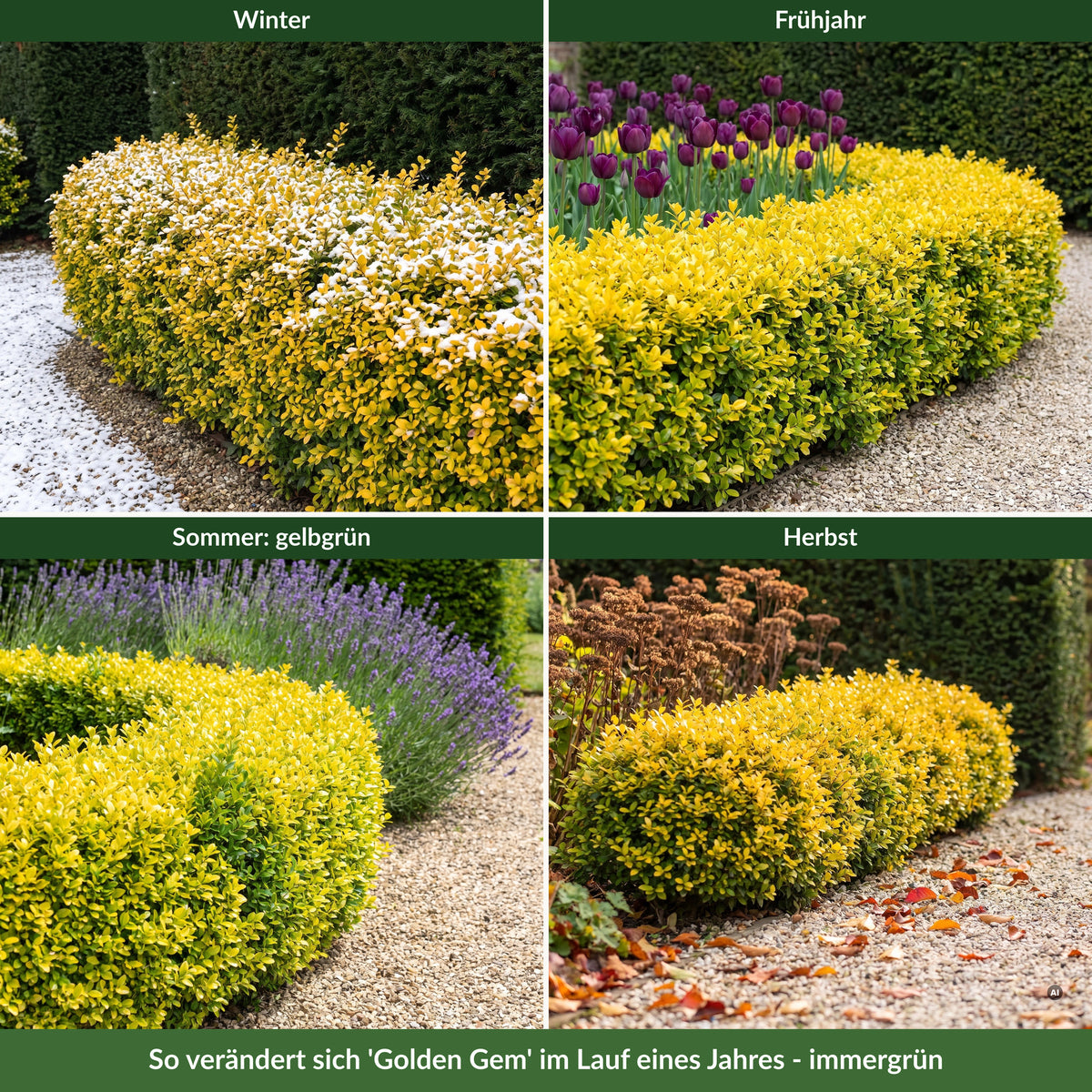 Dieselbe gelbe Einfassung aus Ilex crenata 'Golden Gem' im Winter mit Schnee, im Frühjahr goldgelb, im Sommer gelbgrün und im Herbst