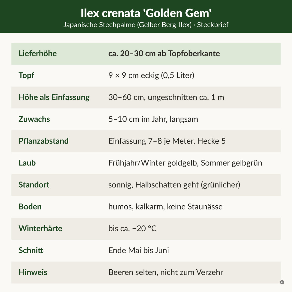 Steckbrief Japanische Stechpalme 'Golden Gem': Lieferhöhe ca. 20–30 cm ab Topfoberkante, 9 × 9 cm Topf, als Einfassung 30–60 cm, 5–10 cm Zuwachs, Laub im Frühjahr und Winter goldgelb, im Sommer gelbgrün, winterhart bis ca. −20 °C
