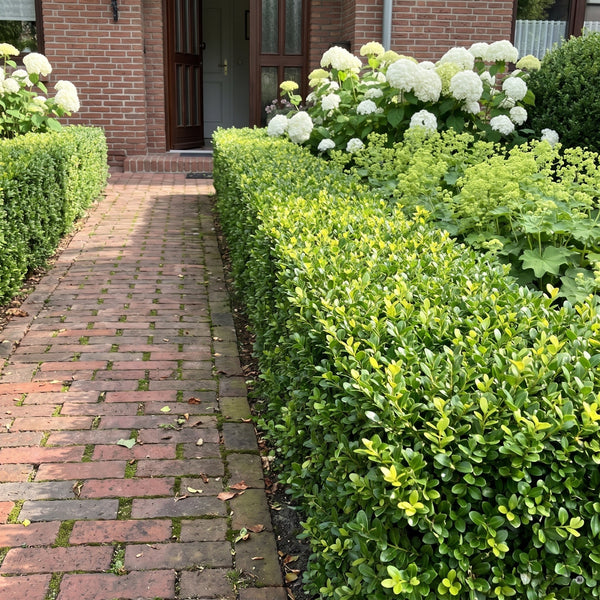 Vorgarten mit Klinkerweg, beidseitig eingefasst mit einer wadenhohen geschnittenen Einfassung aus Japanischer Stechpalme Ilex crenata 'Green Hedge', dahinter weiße Hortensien