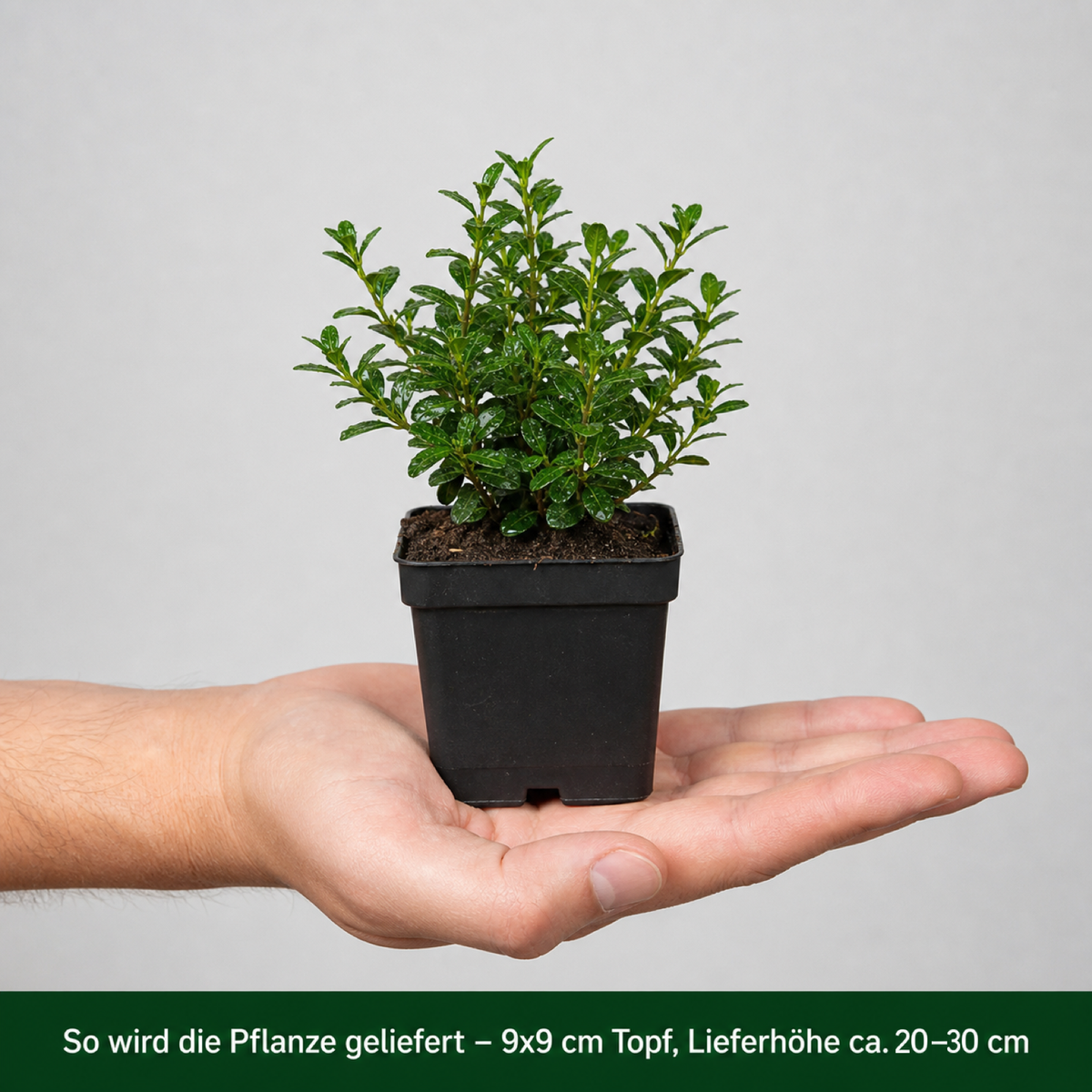 So wird der Berg-Ilex 'Stokes' geliefert: Jungpflanze im 9 × 9 cm Topf, Lieferhöhe etwa 20 bis 30 cm