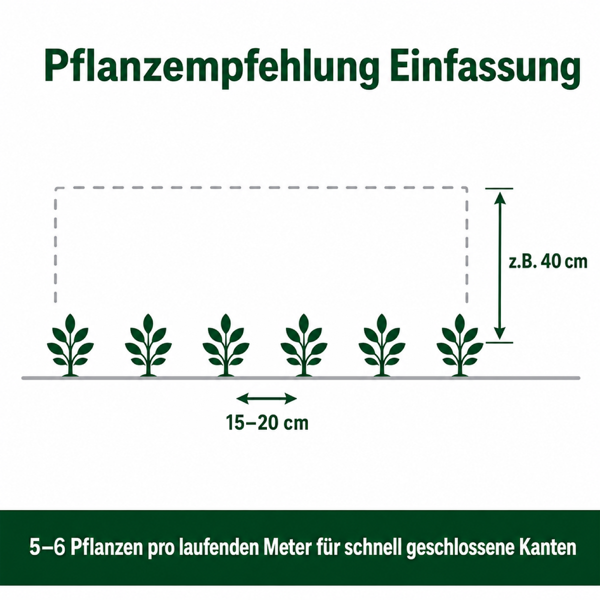 Pflanzempfehlung Berg-Ilex 'Stokes' als Einfassung: 5 bis 6 Pflanzen pro laufendem Meter, Abstand 15 bis 20 cm