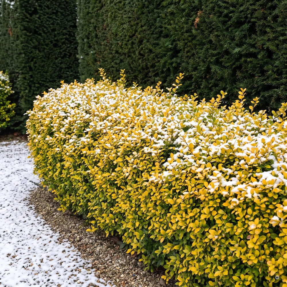 Goldgelbe Einfassung aus Ilex crenata 'Golden Gem' im Winter mit leichtem Schnee vor einer Eibenhecke