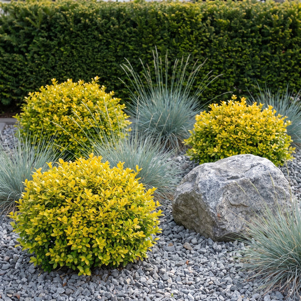 Drei flach-runde, goldgelbe Kugeln aus Ilex crenata 'Golden Gem' im Kiesbeet mit Blauschwingel und Findling