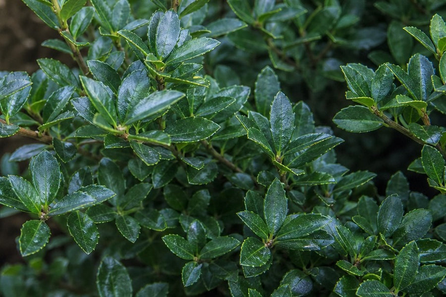 Kleines, glänzend dunkelgrünes Laub von Ilex crenata 'Stokes' aus der Nähe