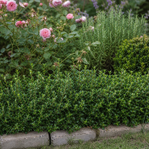 Niedrige Einfassungshecke aus Berg-Ilex 'Stokes' um ein Rosen- und Lavendelbeet