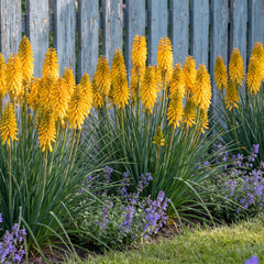 Kniphofia 'Banana Popsicle' – blühende Horste mit warmgelben Blütenkerzen vor einem taubenblauen Holzzaun