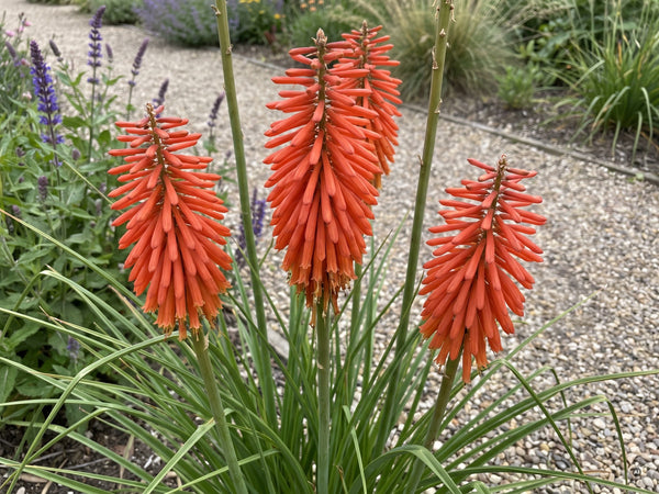 Kniphofia 'Redhot Popsicle' in Orangerot
