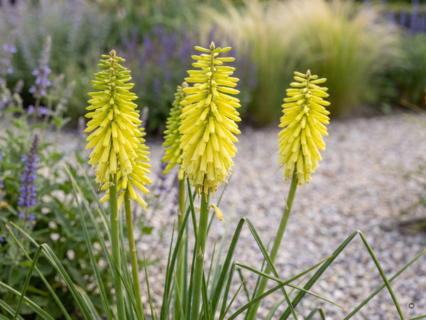 Kniphofia 'Lemon Popsicle' in Zitronengelb