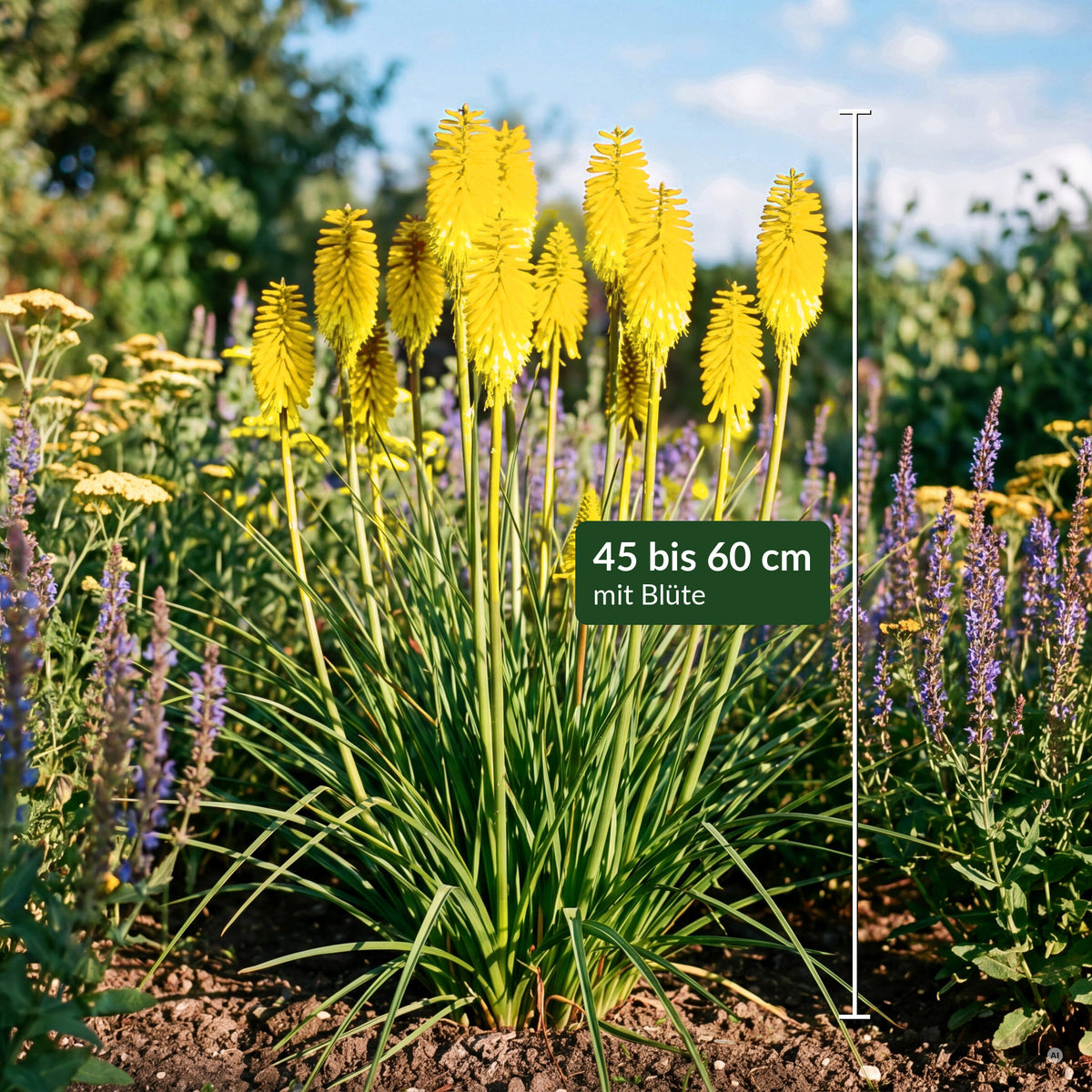 Kniphofia 'Lemon Popsicle' mit Maßbalken – 45 bis 60 cm hoch mit Blüte