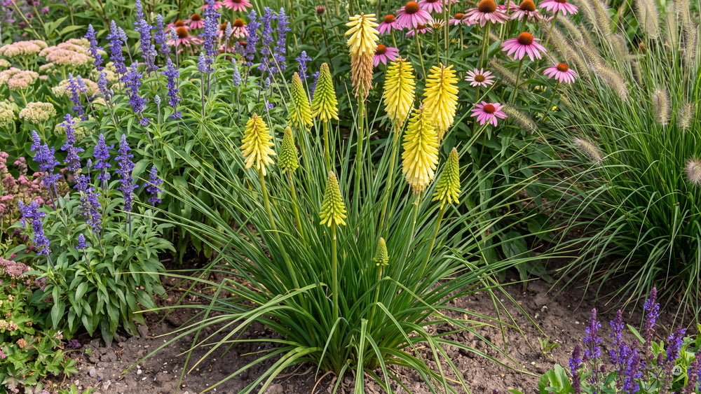 Kniphofia Lemon Popsicle - lp-04c