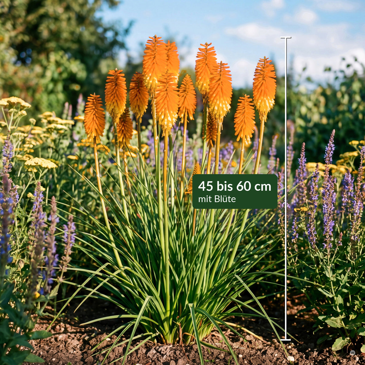 Kniphofia 'Mango Popsicle' mit Maßbalken – 45 bis 60 cm hoch mit Blüte