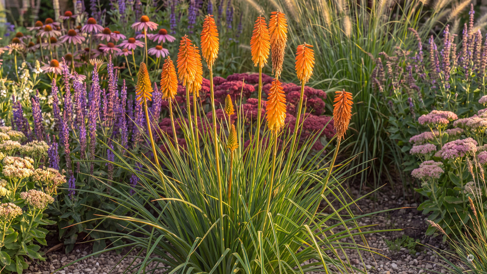 Kniphofia Mango Popsicle - lp-04c