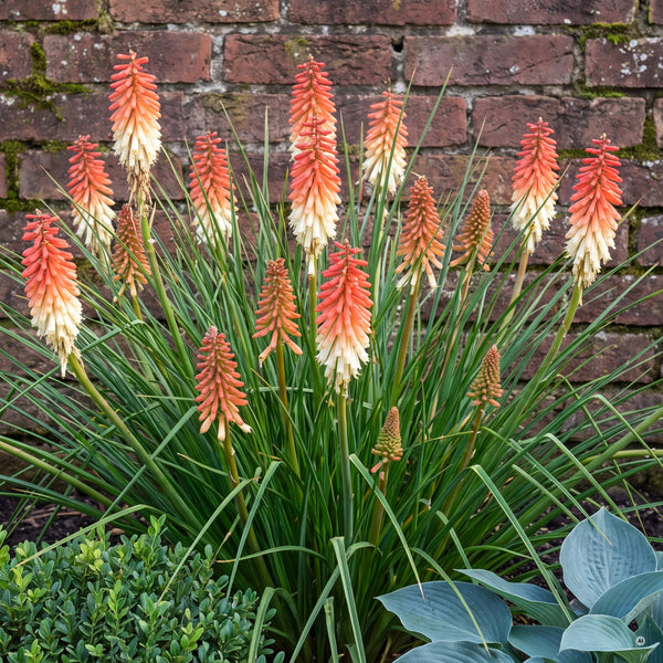 Kniphofia 'Orange Vanilla Popsicle' – blühender Horst mit korallenrot-cremefarbenen Blütenkerzen vor einer alten Backsteinmauer