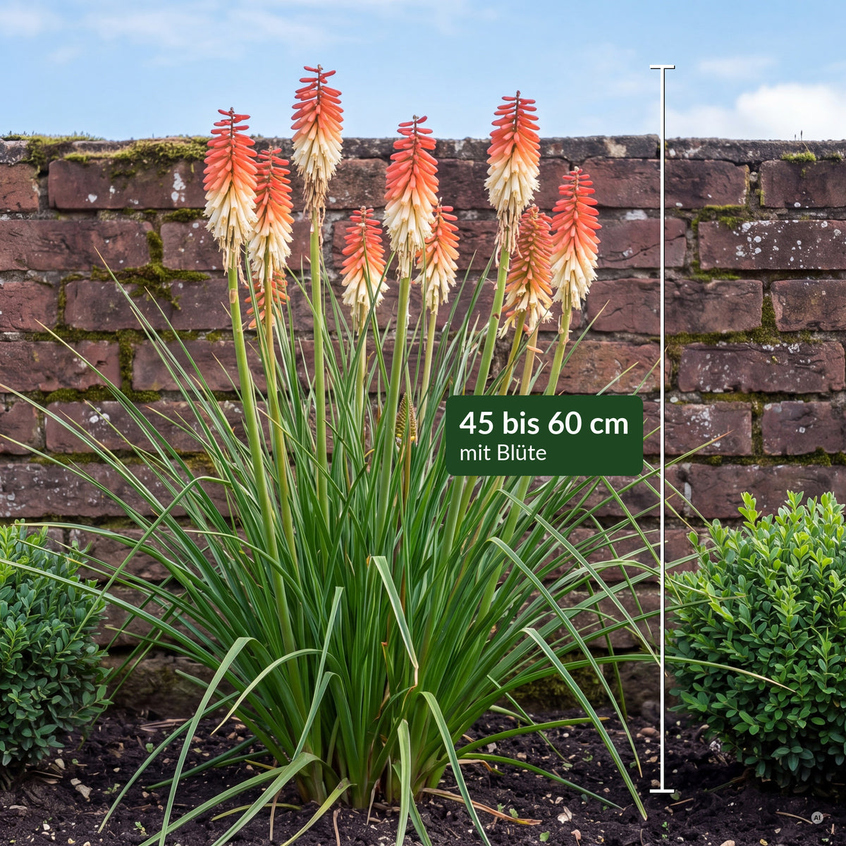 Kniphofia 'Orange Vanilla Popsicle' mit Maßbalken – 45 bis 60 cm hoch mit Blüte