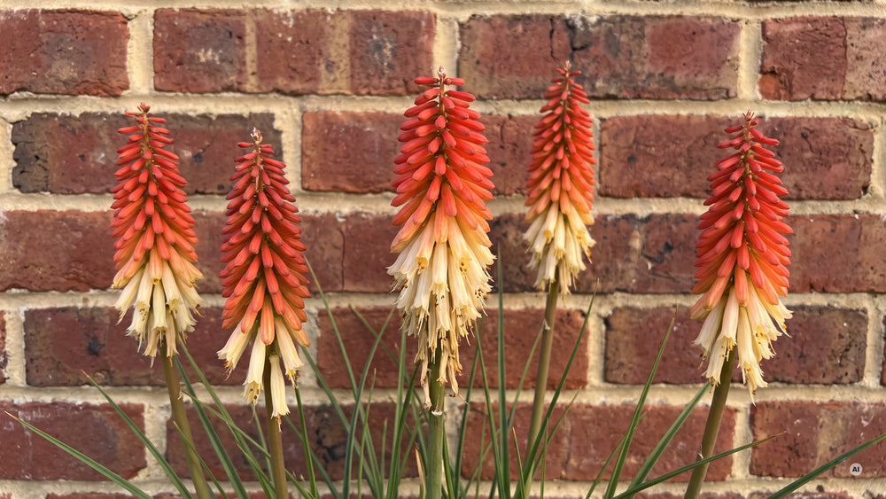Kniphofia Orange Vanilla Popsicle - lp-02
