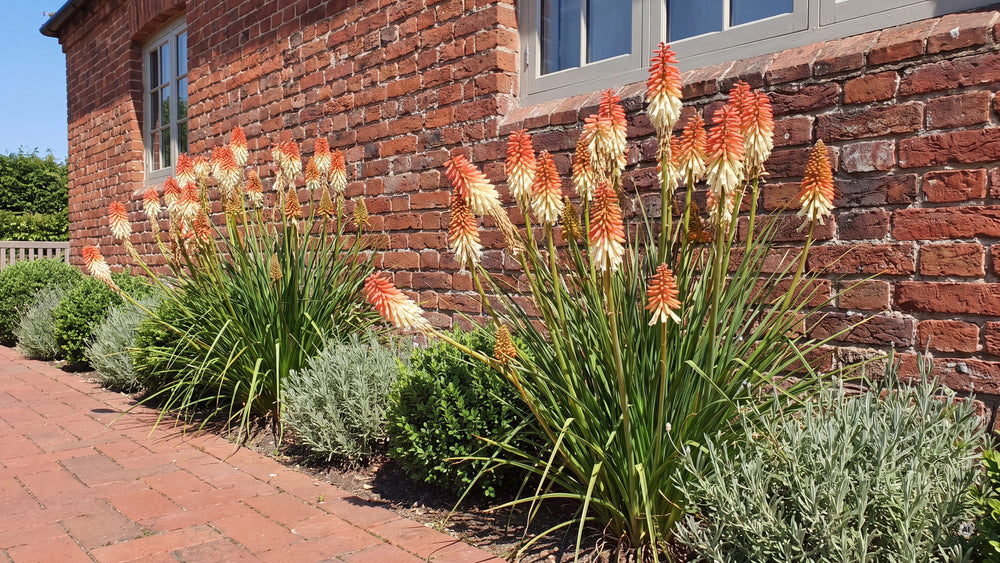 Kniphofia Orange Vanilla Popsicle - lp-04b