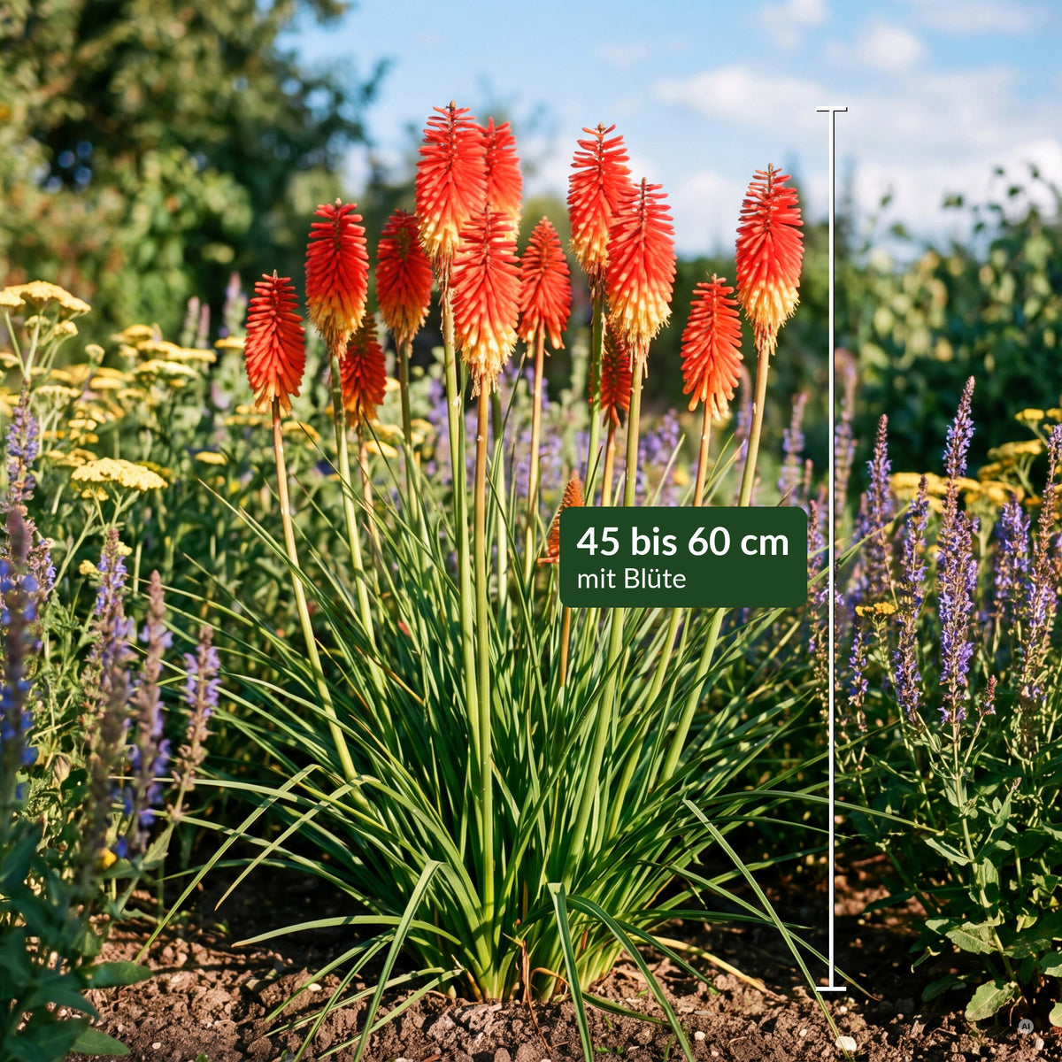 Kniphofia 'Papaya Popsicle' mit Maßbalken – 45 bis 60 cm hoch mit Blüte