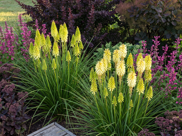 Kniphofia Pineapple Popsicle - a5-spalte1-pineapple