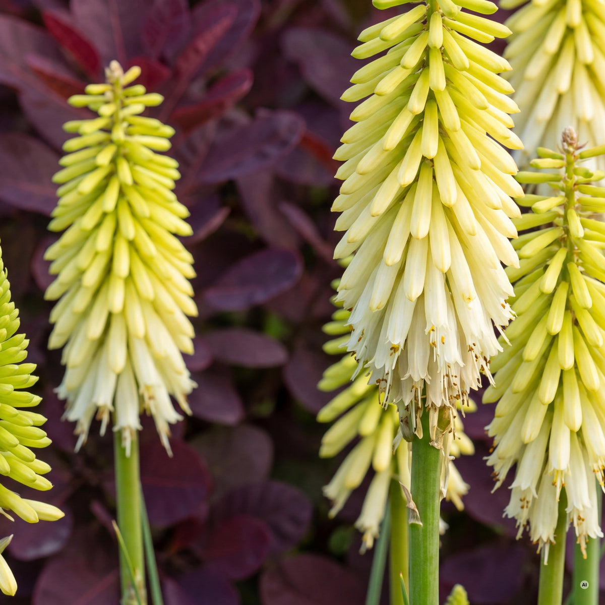 Blütenkerzen der Kniphofia 'Pineapple Popsicle' aus der Nähe – Knospen limettengelb, geöffnete Blüten cremegelb