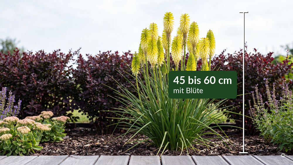 Kniphofia Pineapple Popsicle - lp-04a