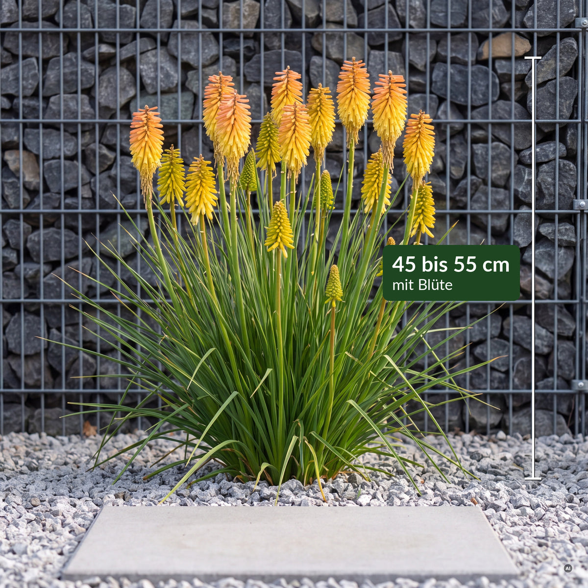 Kniphofia POCO 'Butter Brickle' mit Maßbalken – 45 bis 55 cm hoch mit Blüte