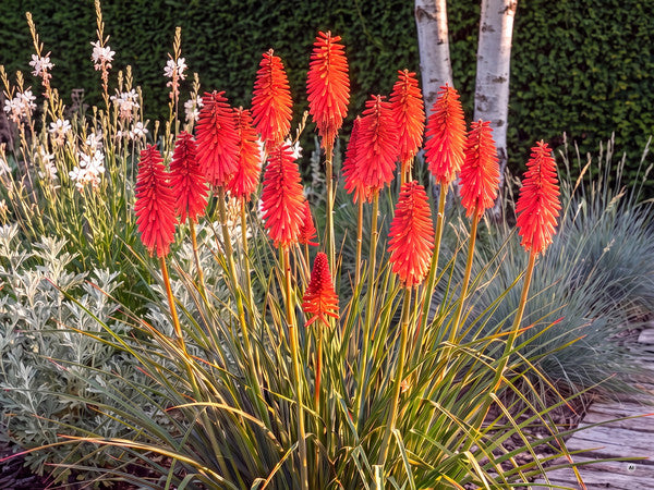 Kniphofia Redhot Popsicle - popsicle-a5-spalte1-redhot