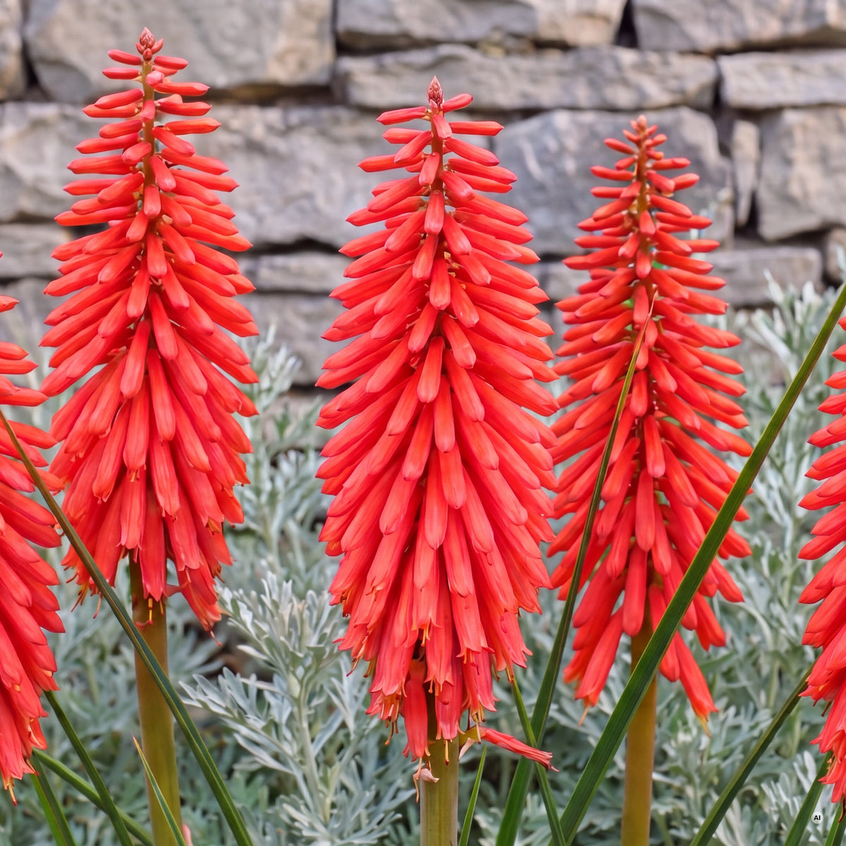 Blütenkerzen der Kniphofia 'Redhot Popsicle' aus der Nähe – leuchtendes Feuerrot