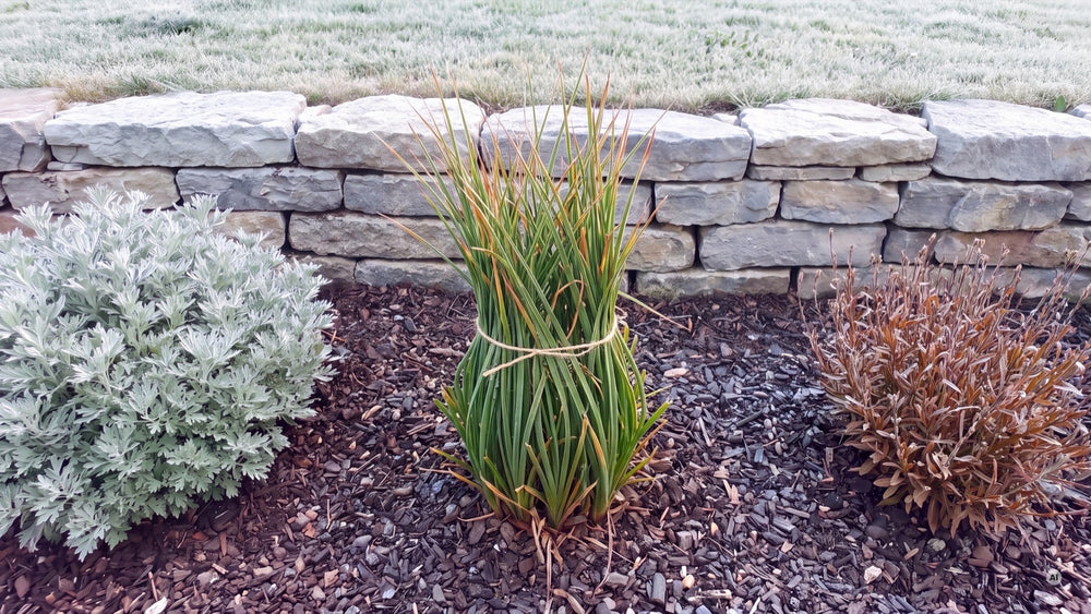 Kniphofia Redhot Popsicle - popsicle-lp-04d