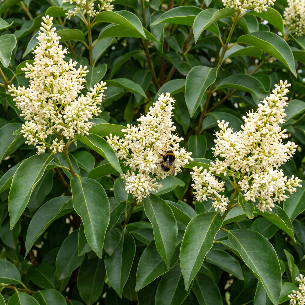 Große, cremeweiße Blütenrispen des Glänzenden Ligusters im Spätsommer mit einer Hummel