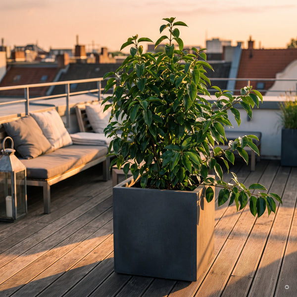Junger Glänzender Liguster in einem großen anthrazitfarbenen Kübel auf einer Dachterrasse
