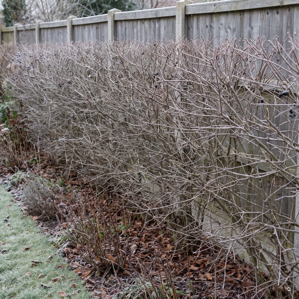 Hecke aus Buschigem Liguster im Winter ohne Laub, feines Zweiggerüst mit Raureif und einzelnen schwarzen Beeren