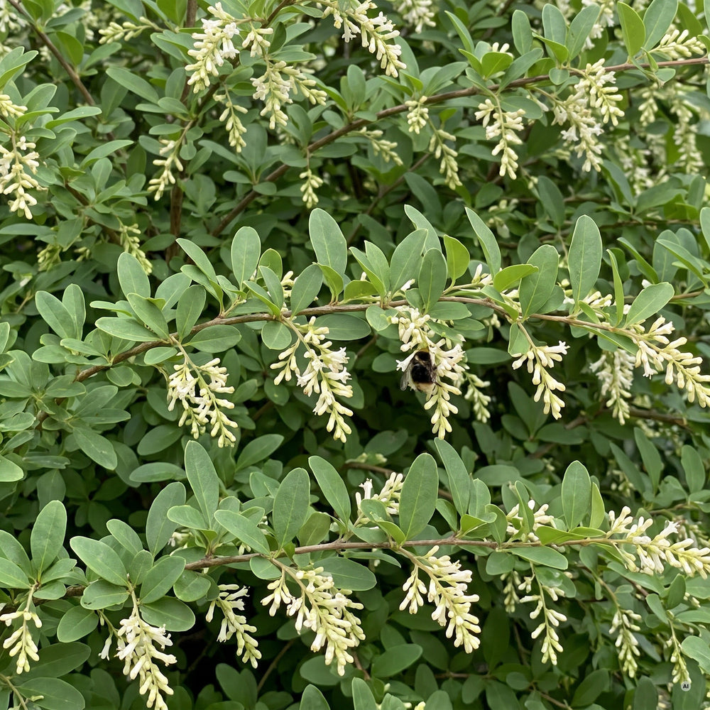 Cremeweiße, duftende Blütenrispen des Buschigen Ligusters im Juni mit einer Hummel