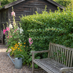 Bauerngarten mit geschnittener Hecke aus Buschigem Liguster hinter einer Holzbank, Stockrosen, Ringelblumen und einem dunklen Holzschuppen