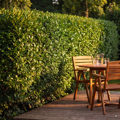 Ovalblättriger Liguster als dichte, geschnittene Hecke an einer Holzterrasse mit Tisch und Stühlen