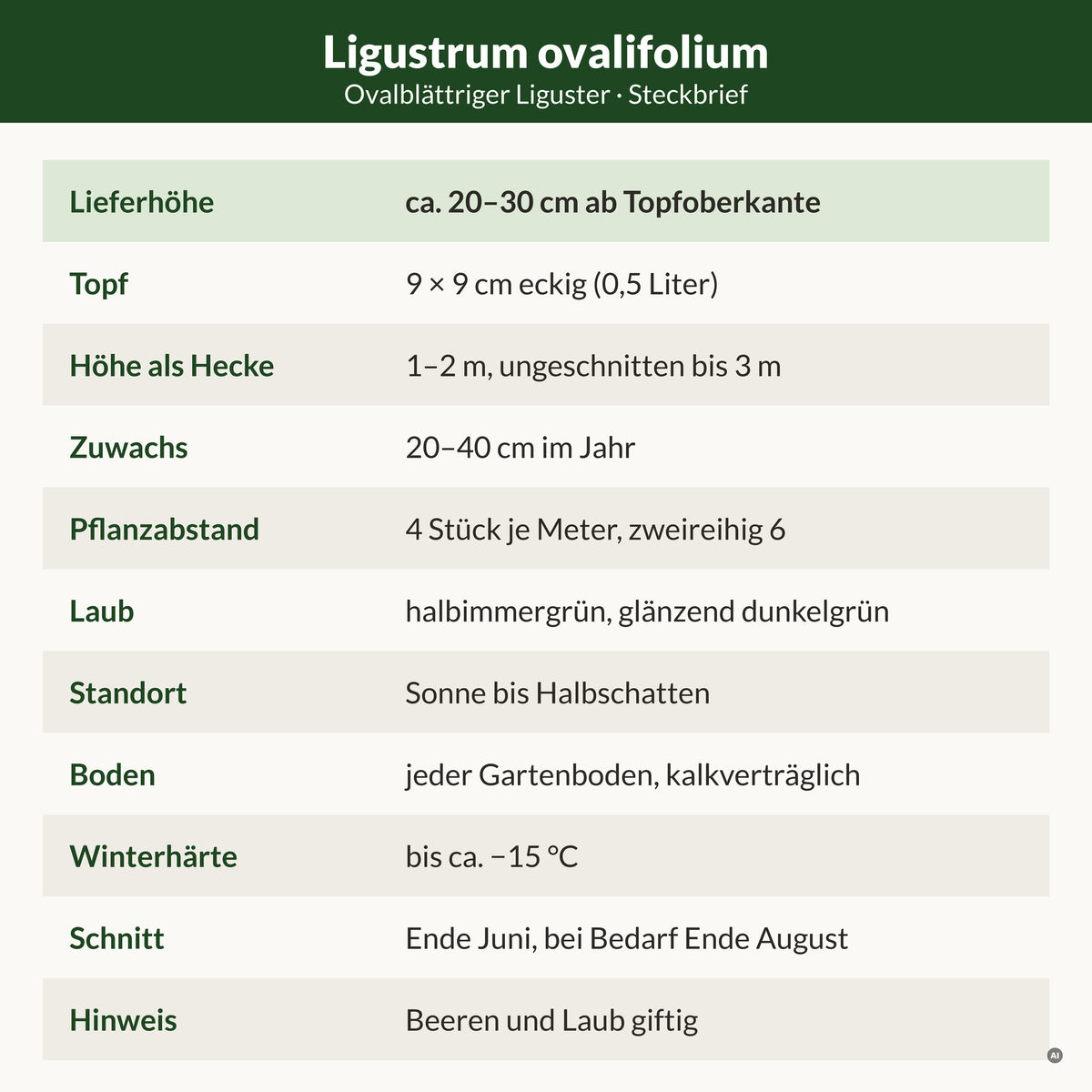 Steckbrief Ovalblättriger Liguster: Lieferhöhe ca. 20–30 cm ab Topfoberkante, 9 × 9 cm Topf, als Hecke 1–2 m, 4 Pflanzen je Meter, winterhart bis ca. −15 °C