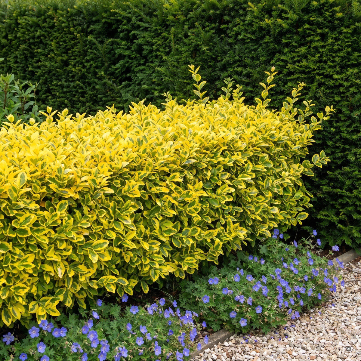 Geschnittene Goldliguster-Hecke vor dunkler Eibenhecke, davor blauer Storchschnabel und Kies