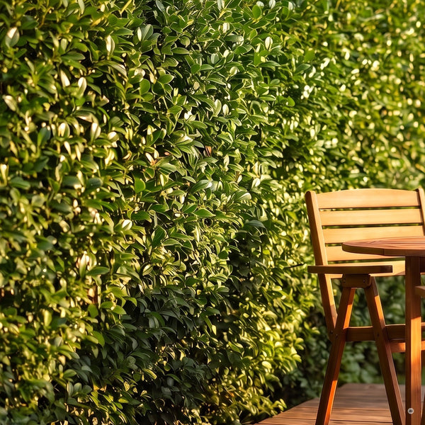 Ausschnitt einer geschnittenen Hecke aus Ovalblättrigem Liguster an einer Terrasse