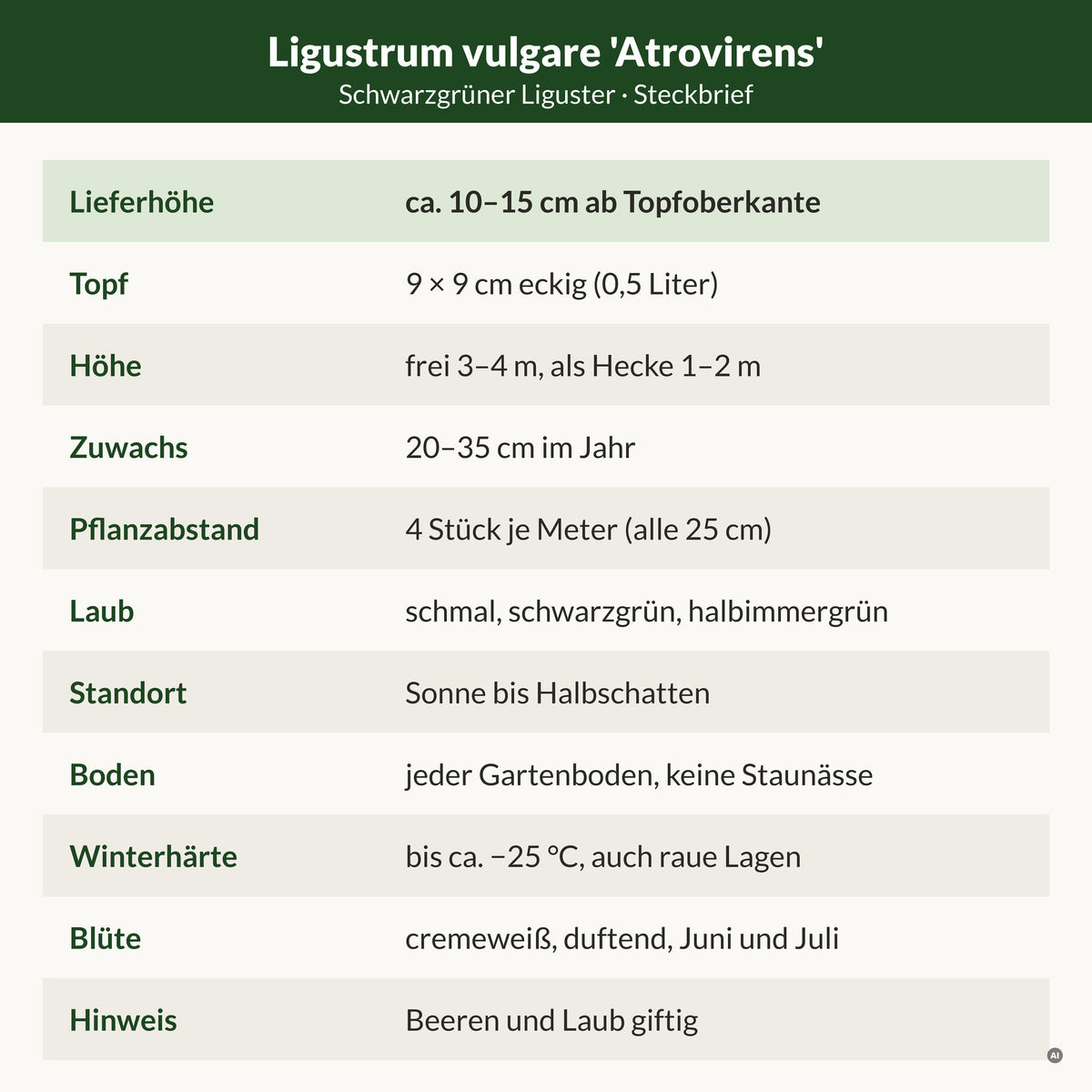 Steckbrief Schwarzgrüner Liguster: Lieferhöhe ca. 10–15 cm ab Topfoberkante, 9 × 9 cm Topf, frei 3–4 m, als Hecke 1–2 m, 20–35 cm Zuwachs, 4 Stück je Meter, bis ca. −25 °C