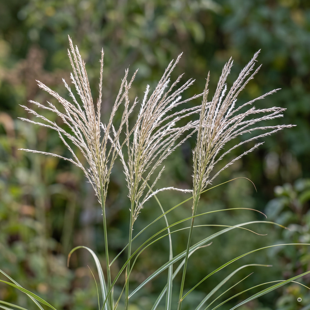 Silbrig-weiße Rispen von Miscanthus sinensis 'Gracillimus' über feinem, schmalem Laub