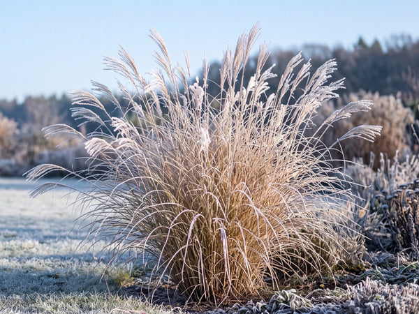 Chinaschilf 'Gracillimus' im Winter mit Raureif
