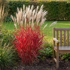 Miscanthus sinensis 'Lady in Red' im Herbstbeet: leuchtend rotes Laub mit silberweißen Blütenrispen darüber, daneben eine Holzbank