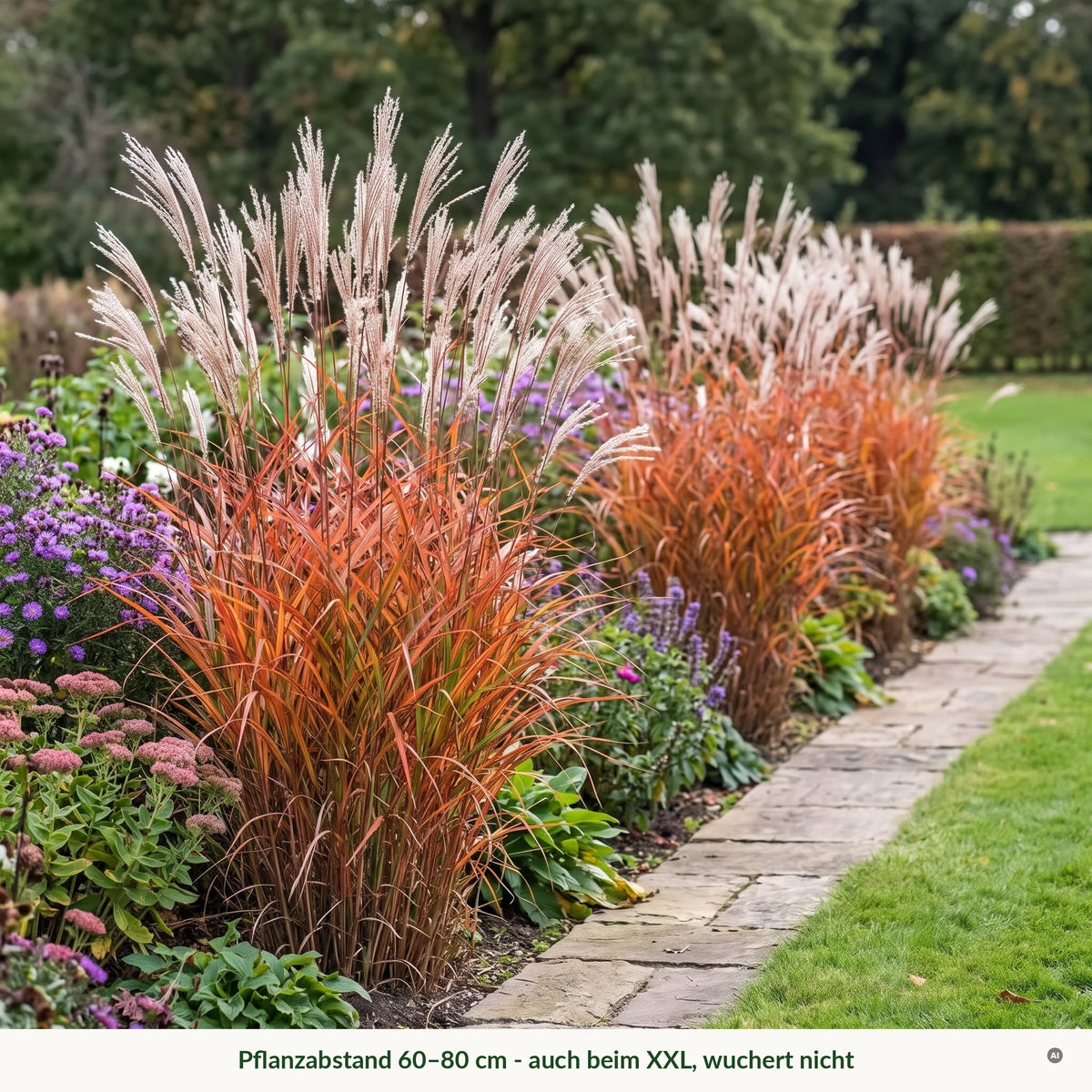 Reihe aus 'Purpurascens' am Plattenweg im Herbst, Pflanzabstand 60–80 cm, auch beim XXL
